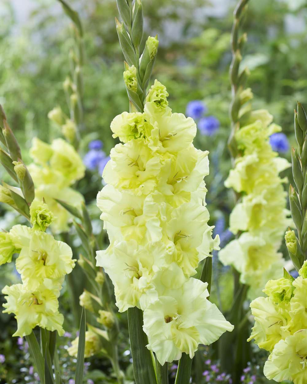 Gladiolus 'Happy Touch'
